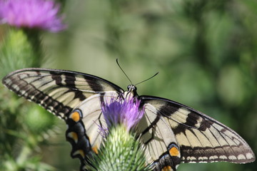 Eastern Tiger Swallowtail on Bull Thistle