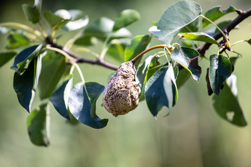 Spoiled pear fruit. Diseases of fruit trees