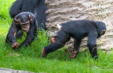Two baby Chimpanzees playing