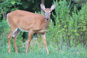 Whitetail deer doe