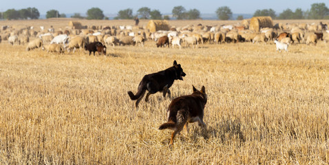 A shepherd's dogs in the pasture. A herd of goats and sheep. Animals graze on the stubble of wheat.