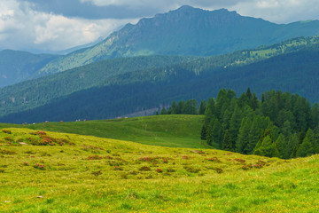 Fototapeta na wymiar Landscape of Dolomites in Venegia valley at summer