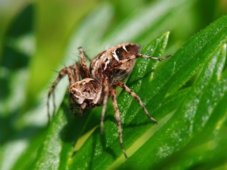 spider on a leaf