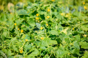 The cucumbers are blooming in the garden in the summer.