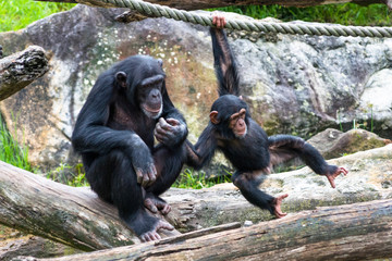 Adult gives baby Chimpanzee a helping hand. 