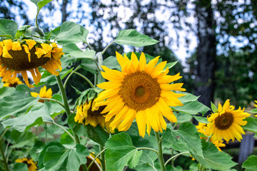 Obraz premium Beautiful yellow sunflowers in the garden in summer.
