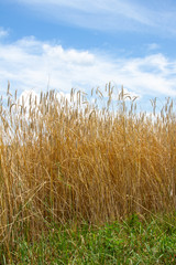 Grain blowing in the wind with blue cloudy skies
