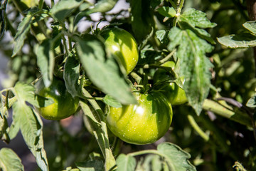 Green tomatoes on the bushes growing in the garden.