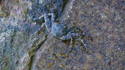 crab, animal, sea, beach, nature, rock, ocean, scorpion, claws, water, wildlife, sand, claw, macro, crustacean, marine, shell, shellfish, insect, legs, crayfish, coast, seafood, animals