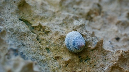 sand, beach, shell, sea, nature, seashell, ocean, rock, shells, stone, animal, texture, summer, water, macro, shore, brown, holiday, marine, white