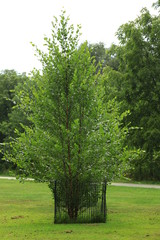Fencing to protect the tree from wildlife