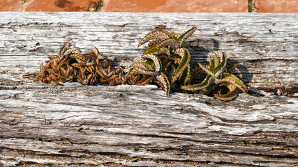 Bryophyllum daigremontianum Leaves Sticking out of a Few Pieces of Wood