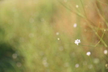 Obraz premium Minimal flower from nature with sunset background