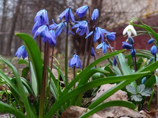 spring crocus flowers
