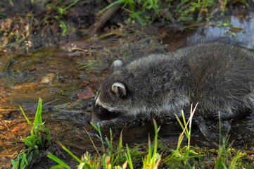 Raccoon (Procyon lotor) Walks Left in Small Stream With Grass Summer