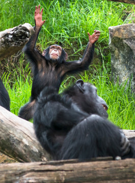 Baby Chimpanzee worshipping.