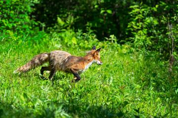 Adult Red Fox (Vulpes vulpes) Turns to Right in Grass Summer