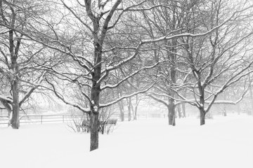Snow laden trees in urban park with fog, park benches nobody