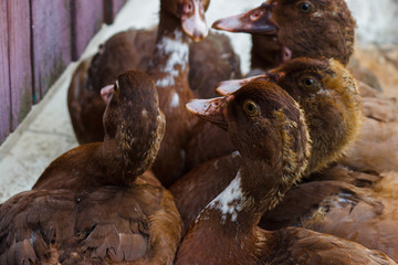 Group of dark brown ducks, concept of agriculture