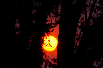 Sunrise back the dark tree 