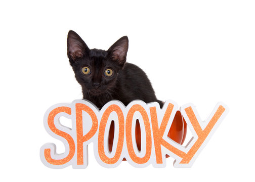 Adorable black kitten sitting in an orange pumpkin bowl behind a wood block letter sign painted white and orange saying spooky. Isolated on white.