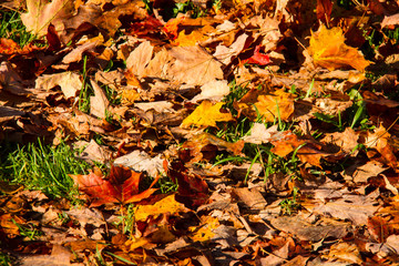 Colorful fall leaves on the ground