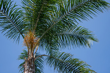 Fototapeta premium Beautiful green tree and palm flower, blue sky 