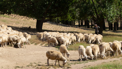 A herd of goats and sheep. Animals graze in the meadow. Pastures of Europe.