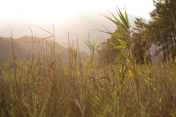 Landscape view from untouch farm in old city Phaselis Turkey Antalya