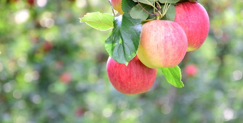 Reife rote Äpfel im Herbst - Apfelbaum und Apfelernte in Südtirol