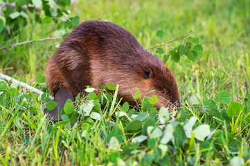 Adult Beaver (Castor canadensis) Looks Up Tail Flipped Forward Summer