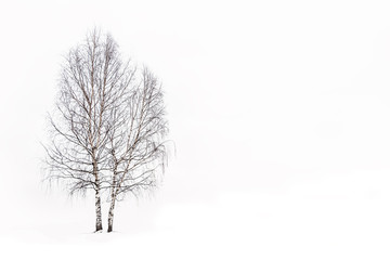 Fototapeta na wymiar winter minimalist landscape of birch trees in a snowdrift