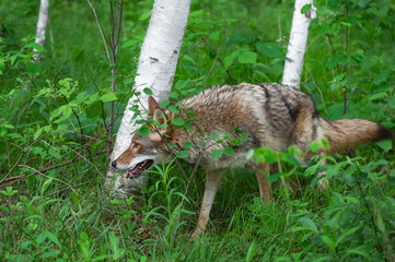 Adult Coyote (Canis latrans) Steps Through Birch Trees Summer