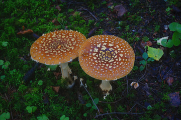 Brown Fly Agaric or King Fly Agaric growing on a forest during autumn.