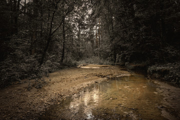 moody landscape of forest creek at twilight