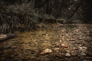 moody landscape of forest creek at twilight