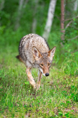 Adult Coyote (Canis latrans) Steps Forward Out of Woods Summer