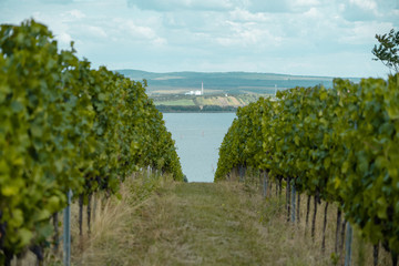 Vineyard in Moravia