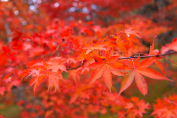 真っ赤な紅葉の葉っぱ