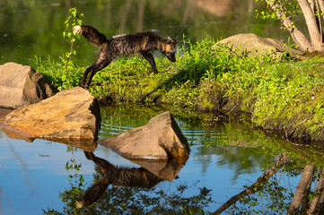 Adult Cross Fox (Vulpes vulpes) Jumps From Rock to Island Shore Summer