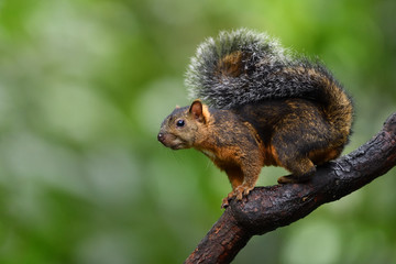 Naklejka na ściany i meble Bangs's mountain squirrel on tree