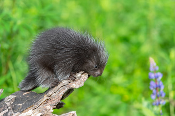 Porcupette (Erethizon dorsatum) Looks Over Edge of Log Summer