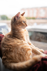 composición vertical. Retrato de perfil de un gato atigrado de color marron sentado en una hamaca y mirando el exterior desde la ventana
