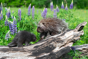 Porcupette (Erethizon dorsatum) and Adults Porcupine Meet on Log With Lupine Behind Summer
