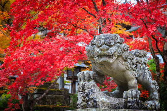 Komainu Bilder Durchsuchen 11,468 Archivfotos, und