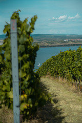 Fototapeta na wymiar Vineyards with boat in the background