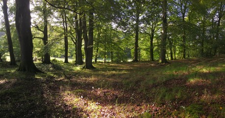 Panoramic of Irish native woodland, primary forest. Early autumn, sun setting