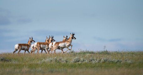 Pronghorn