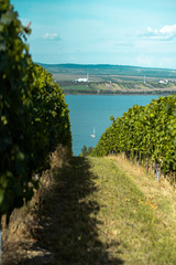 Vineyards with boat in the background