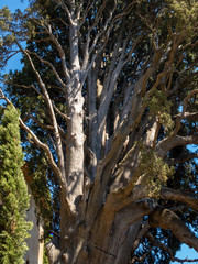 old centennial cypress tree in Provence